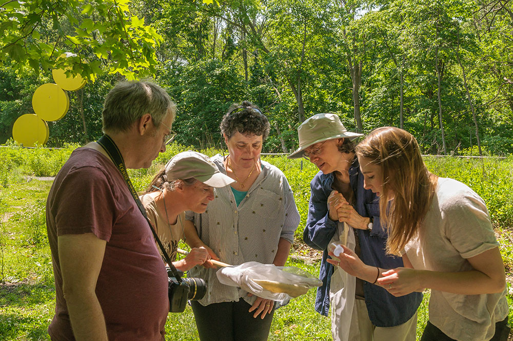 Susan Frye and Wild Bee Club members examining a bee nest together outdoors