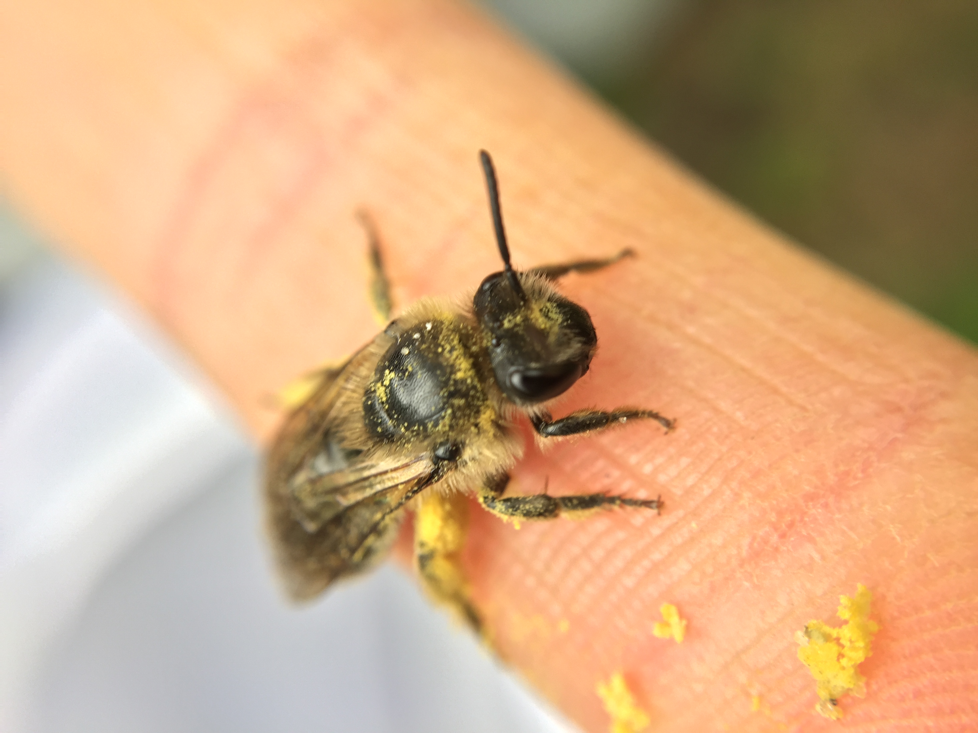A native bee covered in pollen, photographed in the field