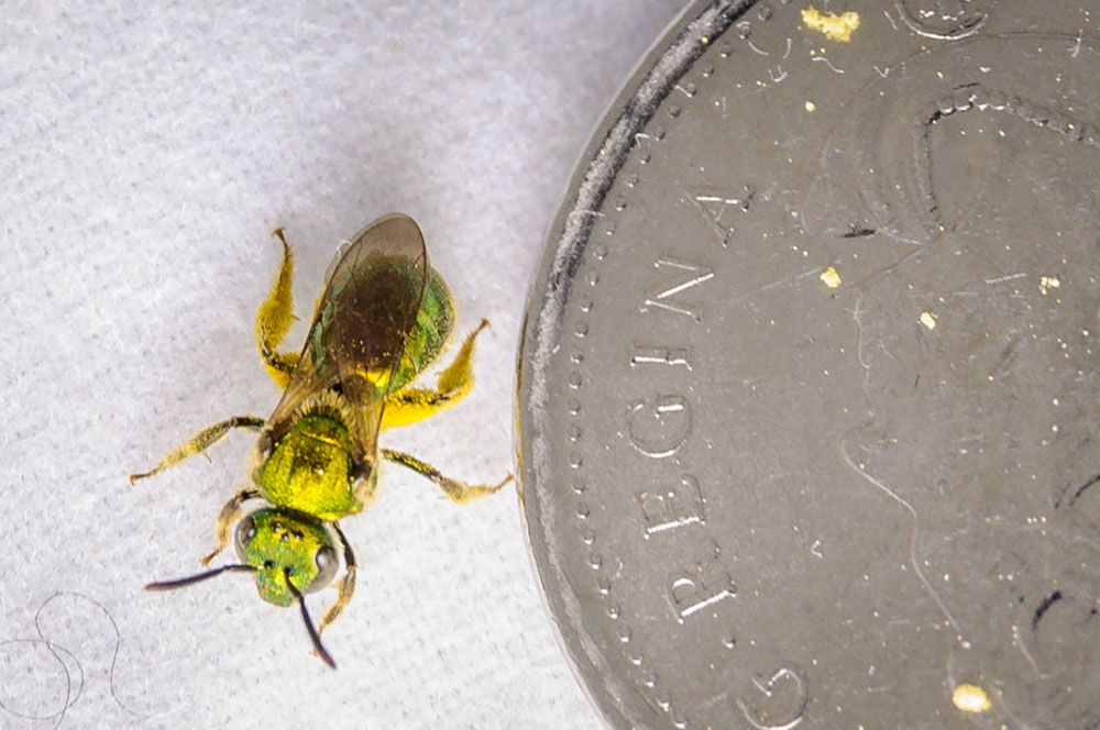 A metallic green sweat bee shown next to a coin for scale