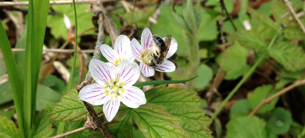 A small native bee visiting a spring beauty flower